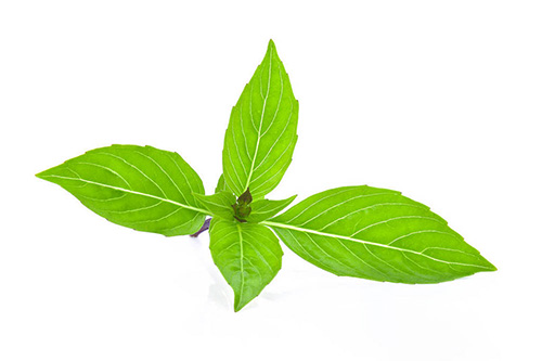 Crushed Frozen Basil