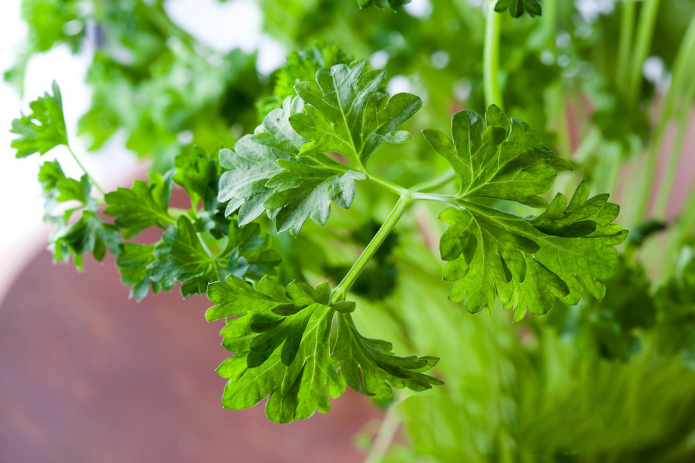 IQF parsley