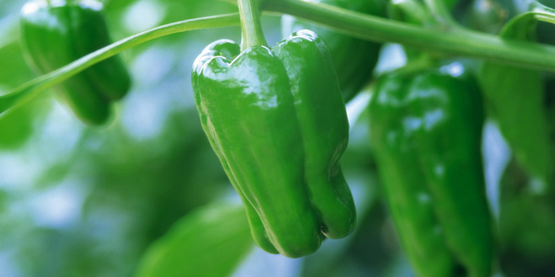 Chilli Bell Pepper2