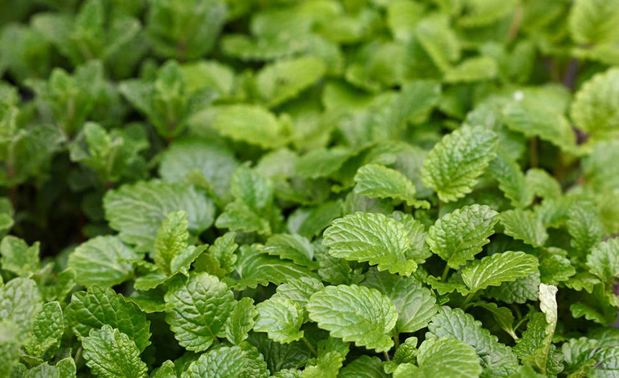 Dehydrated Mint Flakes