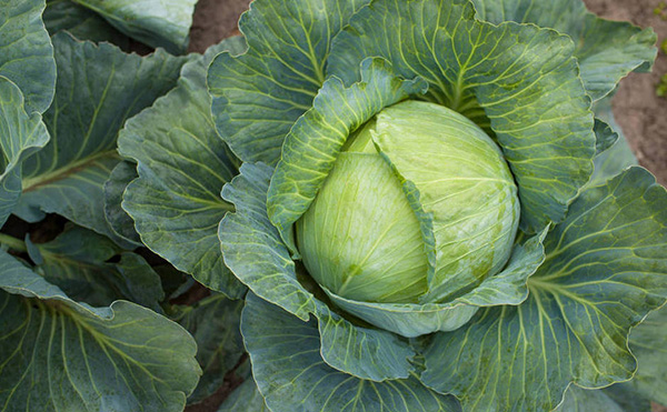 Feed Grade Dried Cabbage