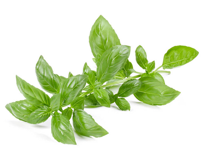 Frozen Crushed Basil