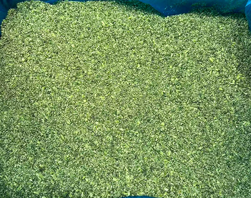Frozen Parsley