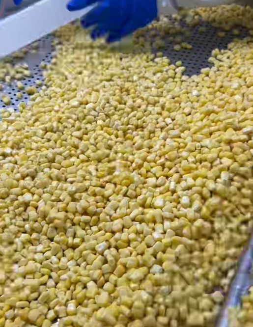 Frozen Sweet Corn Kernal