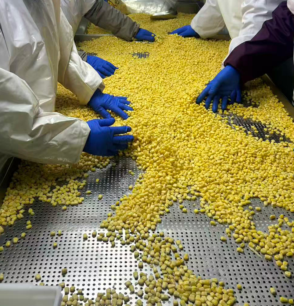 Frozen Sweet Corn