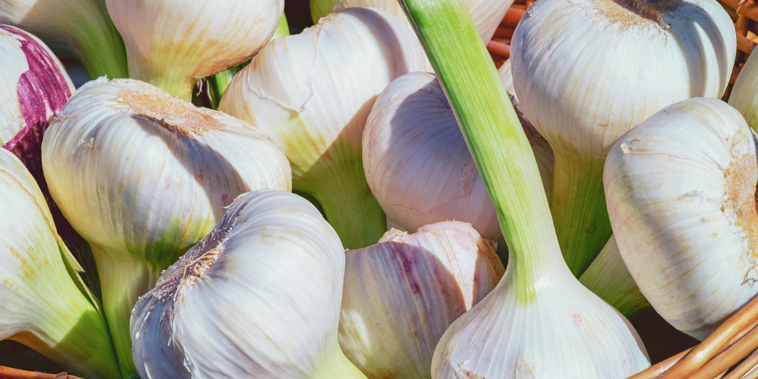 Garlic