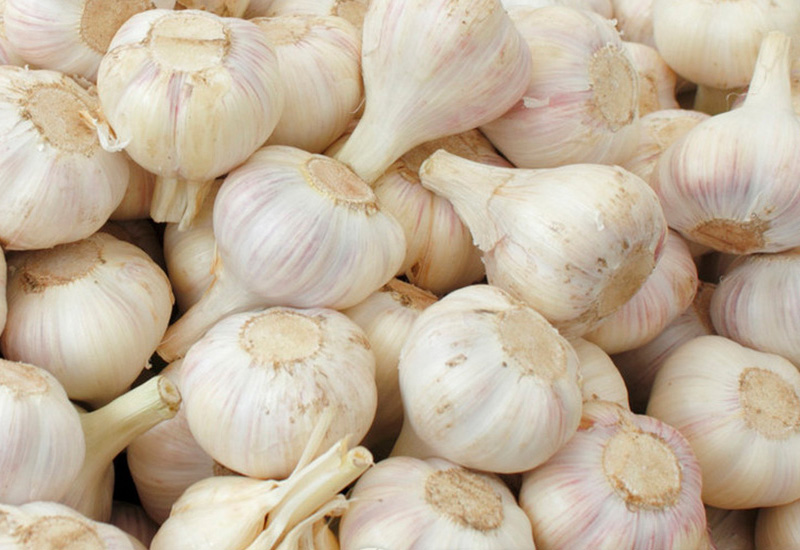 Garlic2