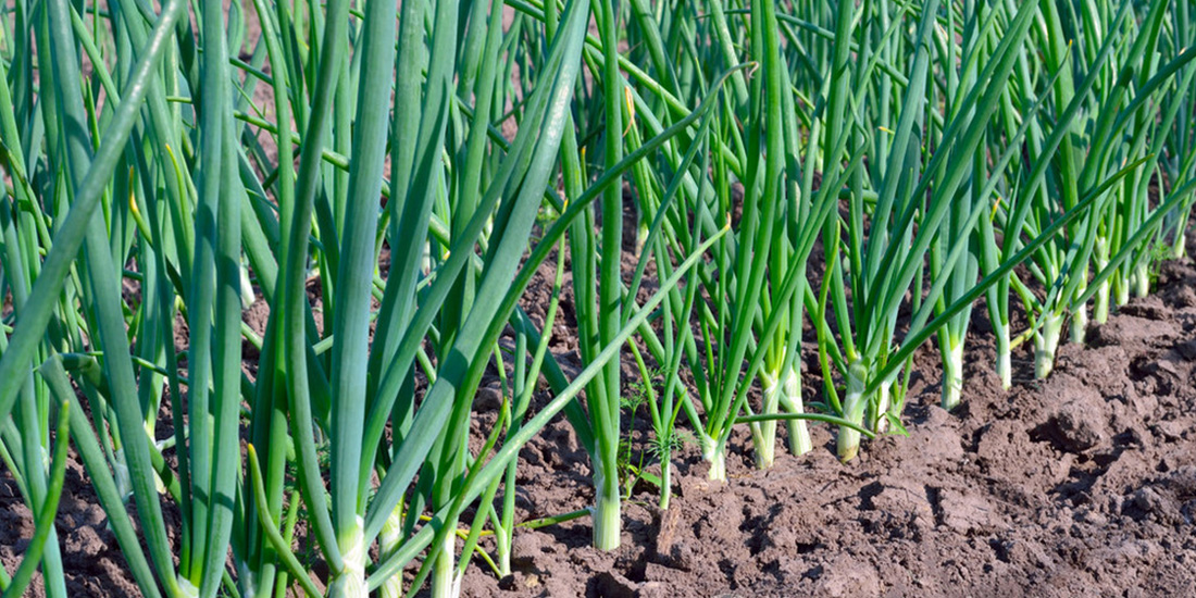 Green Onions