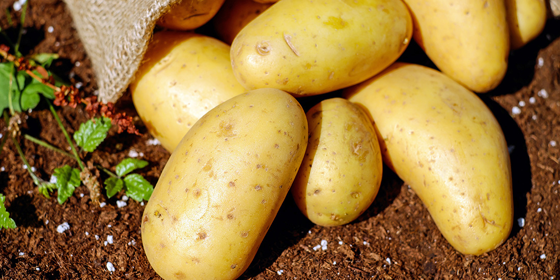 Potato
