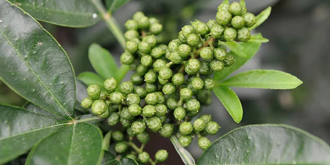 Prickly Ash Sichuan