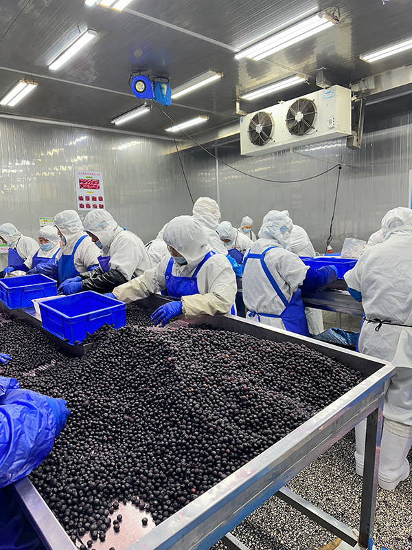 Quick-Frozen Blueberry