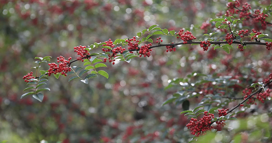 Sichuan Pepper