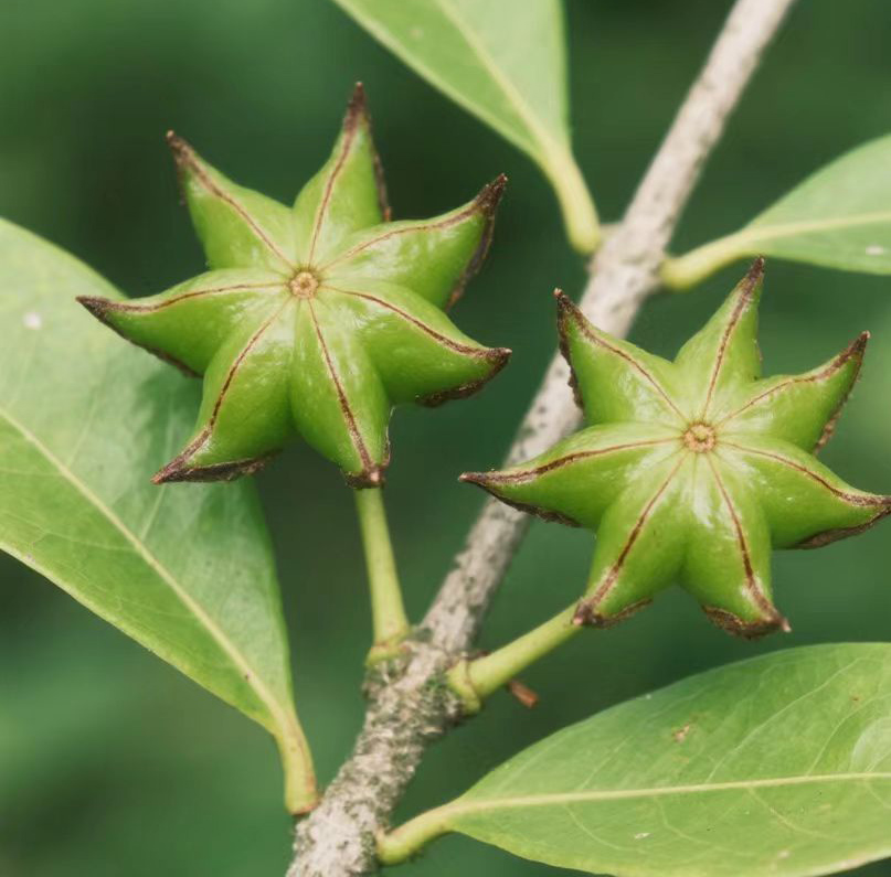 Star Aniseed