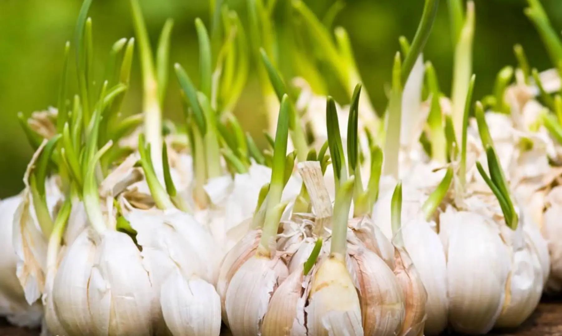 Why doesn't garlic germinate in th (2)